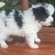Purebred Havanese Puppy - 1-3 Months Female - 3