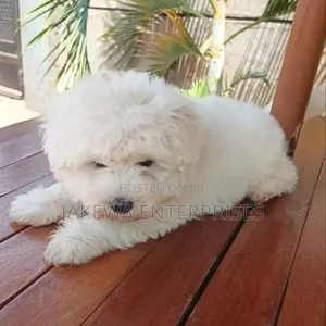 Purebred Havanese Puppy - 1-3 Months Male