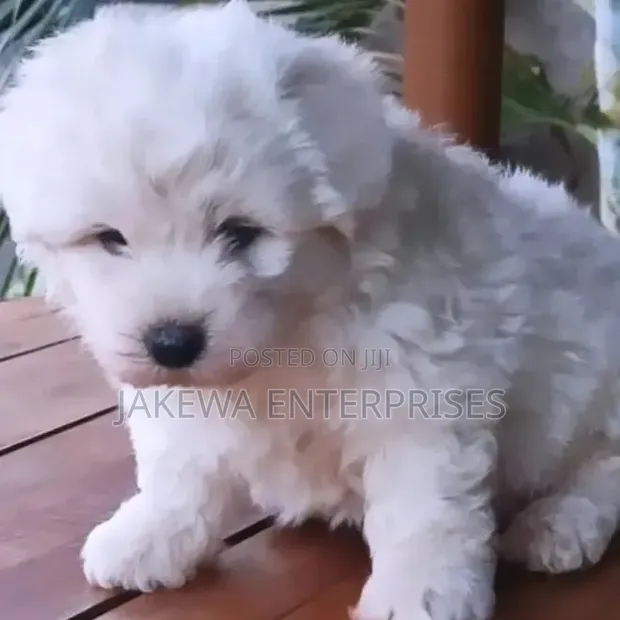 Purebred Havanese Puppy - 1-3 Months Male - 1