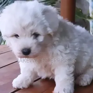Purebred Havanese Puppy - 1-3 Months Male