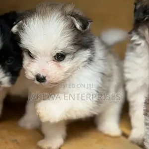 Purebred Female Havanese Puppy (1-3 Months)