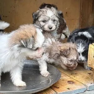 Purebred Havanese Puppy - 1-3 Months Old