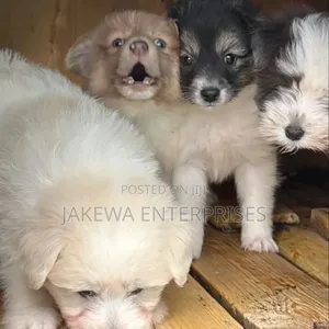 Purebred Havanese Puppy - 1-3 Months Old