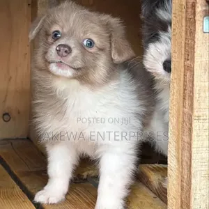 Purebred Havanese Puppy - 1-3 Months Old