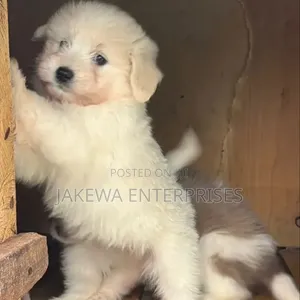 Purebred Havanese Puppy (1-3 Months)