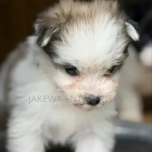 Female Purebred Havanese Puppy (1-3 Months)