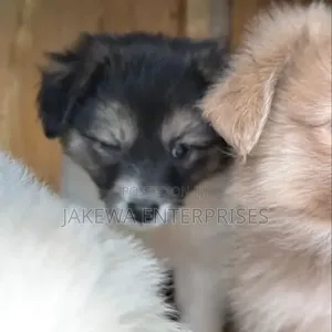Purebred Havanese Puppy - 1-3 Months Male