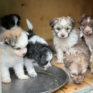 Female Purebred Havanese Puppy (1-3 Months)
