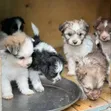 Female Purebred Havanese Puppy (1-3 Months) - 1