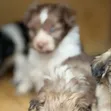 Female Purebred Havanese Puppy (1-3 Months) - 2