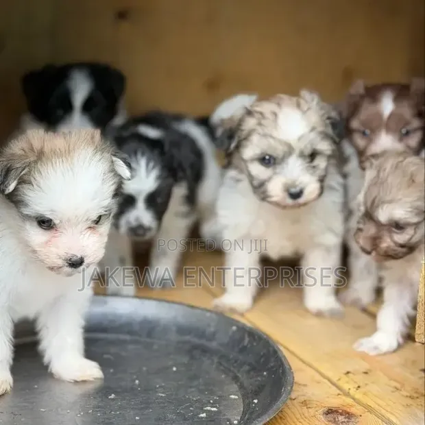 Purebred Havanese Puppy (1-3 Months) - 1