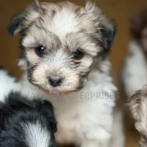 Female Purebred Havanese Puppy (1-3 Months)