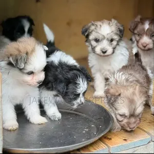 Purebred Havanese Puppy (1-3 Months)