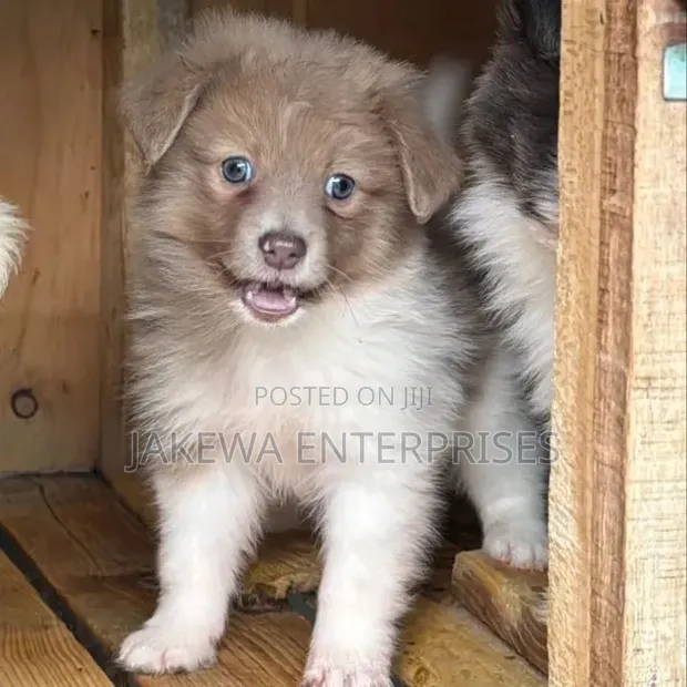 Female Purebred Havanese Puppy (1-3 Months) - 1