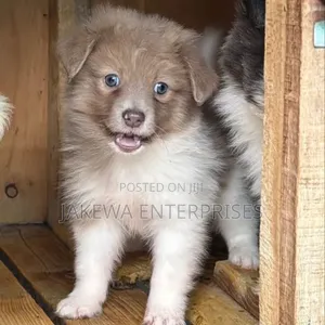 Female Purebred Havanese Puppy (1-3 Months)