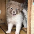 Female Purebred Havanese Puppy (1-3 Months) - 1