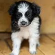 Female Purebred Havanese Puppy (1-3 Months) - 2