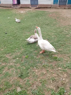 Mature Geese for Laying