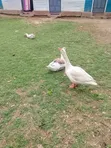 Mature Geese for Laying - 2