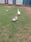Mature Geese for Laying - 3