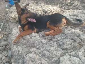 Female Mixed Breed Doberman Pinscher, 9 Months