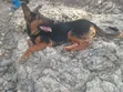 Female Mixed Breed Doberman Pinscher, 9 Months - 1