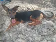 Female Mixed Breed Doberman Pinscher, 9 Months - 2