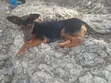 Female Mixed Breed Doberman Pinscher, 9 Months - 3