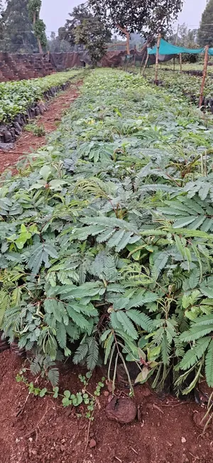Vichepe vya Miti ya Calliandra Vinauzwa