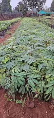 Vichepe vya Miti ya Calliandra Vinauzwa - 1