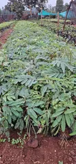 Vichepe vya Miti ya Calliandra Vinauzwa - 2