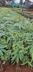 Vichepe vya Miti ya Calliandra Vinauzwa - 3