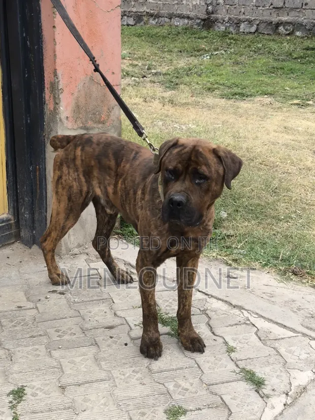 Purebred Boerboel Male, 1+ Year Old - 1