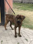 Purebred Boerboel Male, 1+ Year Old - 1