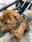 Purebred Boerboel Male, 1+ Year Old - 2