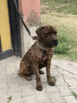 Purebred Boerboel Male, 1+ Year Old - 3