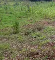 Prime Plot for Sale in Thome-Marurui - Ksh. 6.5M - 2