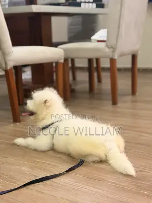 Purebred Maltese Puppy - 3-6 Months