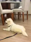 Purebred Maltese Puppy - 3-6 Months - 1