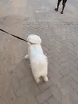 Purebred Maltese Puppy - 3-6 Months - 2