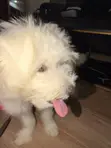 Purebred Maltese Puppy - 3-6 Months - 3
