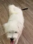 Purebred Maltese Puppy - 3-6 Months - 4
