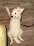 Purebred Maltese Puppy - 3-6 Months - 5