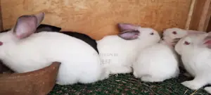 New Zealand White Rabbits for Sale