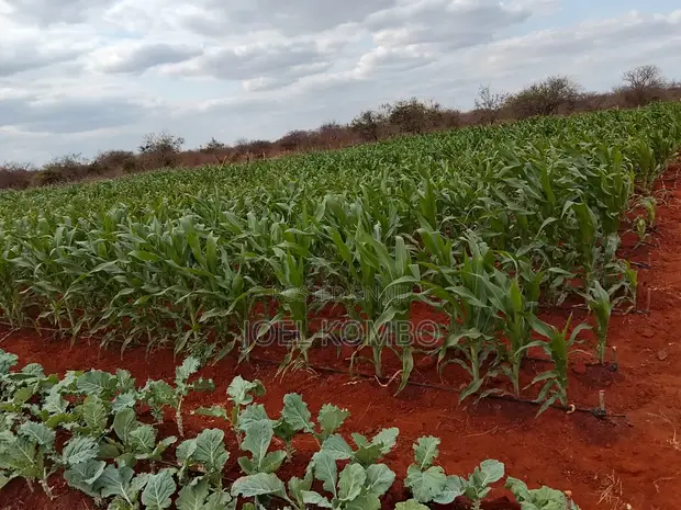 Prime 95 Acre Farmland Near Kambu, Makueni County - 1