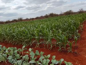 Prime 95 Acre Farmland Near Kambu, Makueni County