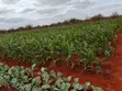 Prime 95 Acre Farmland Near Kambu, Makueni County - 1