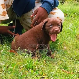 Kitufe cha Labrador Retriever Safi wa Kiume (Miezi 1-3)