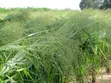 Mombasa Grass (Panicum Maximum cv. Mombasa) - 2