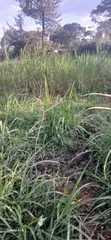 Kamburu 1/4 Acre Residential Plot near Githunguri Town - 2